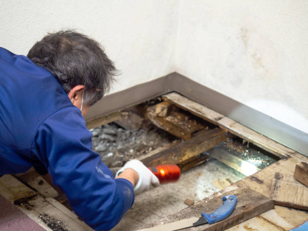 Best Mold Removal Company Near Me  in Rtez, CO