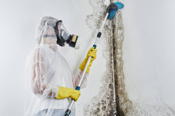 Best Professional Mold Removal  in Rtez, CO