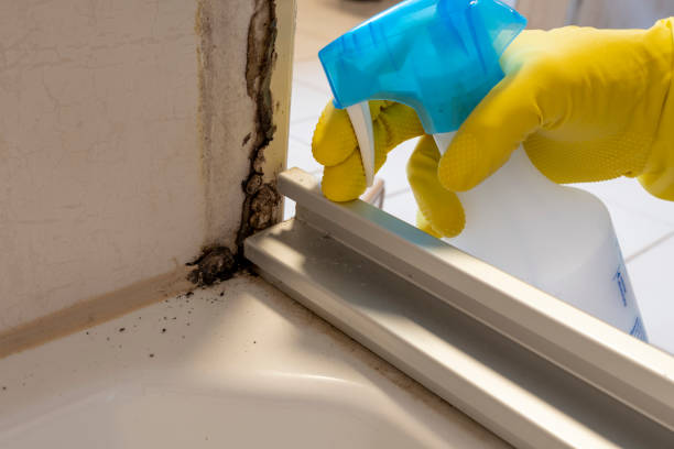 Best Certified Mold Removal  in Rtez, CO