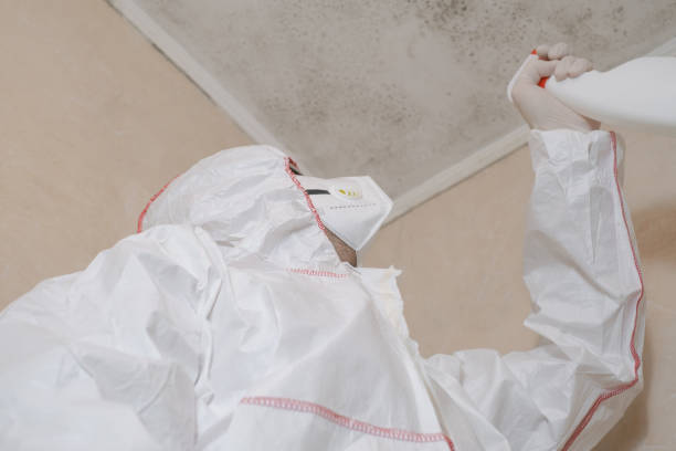 Mold Removal and Inspection in Cortez, CO